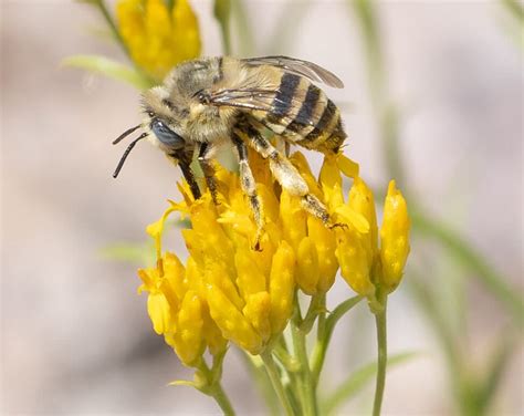 30 Common Bees in California (with Pictures) 